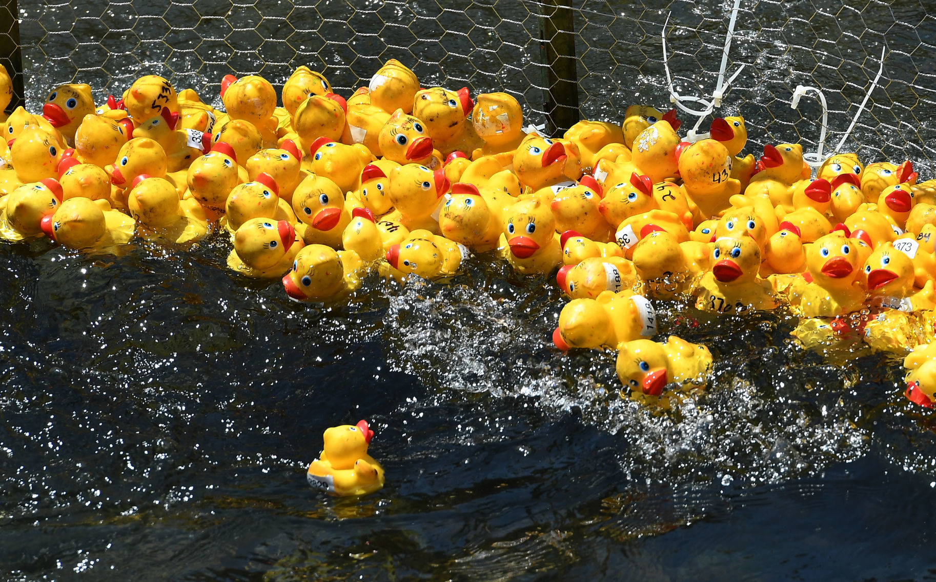 Duck Derby 5.JPG